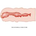 CRAZY BULL – ISABEL VAGINA MASTURBATOR 13,5 CM